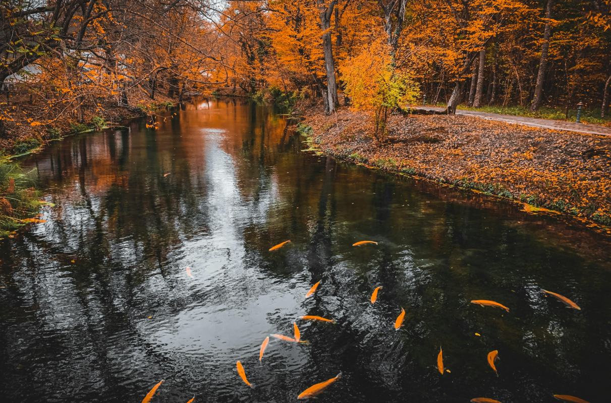 Kentucky creek full of drunk fish. 
