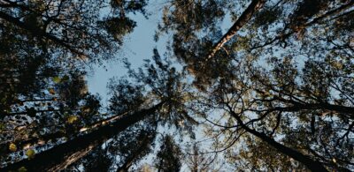 Trees in the wind